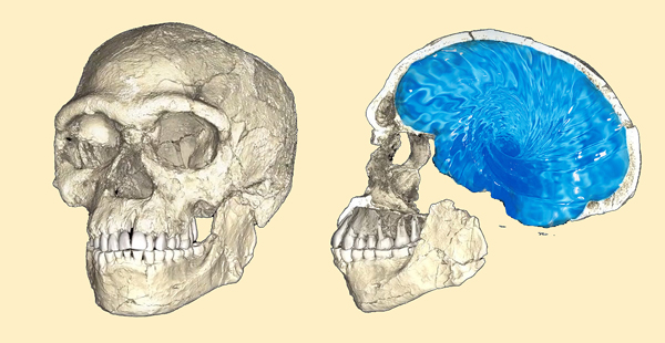  Fossile du plus vieux crâne à djebel Irhoud 